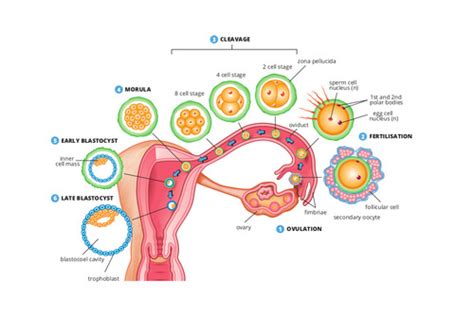 LECTURE EXAM 6 Pregnancy Flashcards Quizlet