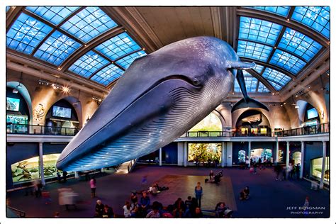 Sfondi Oceano Nyc New York Storia Museo America Marino