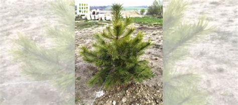Крупномеры сосны купить в Новосибирске | Товары для дома и дачи | Авито