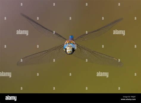 Male Southern Hawker In Flight Hi Res Stock Photography And Images Alamy