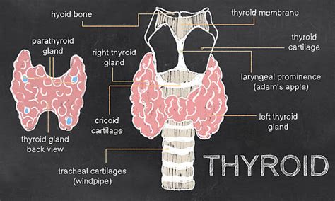 Thyroid Gland Health: Function, Symptoms and Treatments