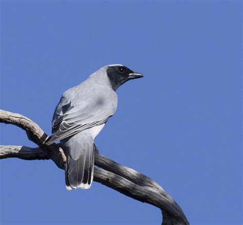 BirdLife Melbourne - Black-faced Cuckoo-shrike