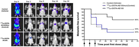 PAR Targeted Radionuclide Therapy With 177Lu DOTA AE105 Inhibits