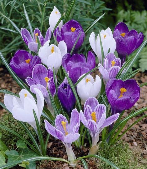 Crocus Bulbs Flower Record Large Puple Crocus Tulip Store