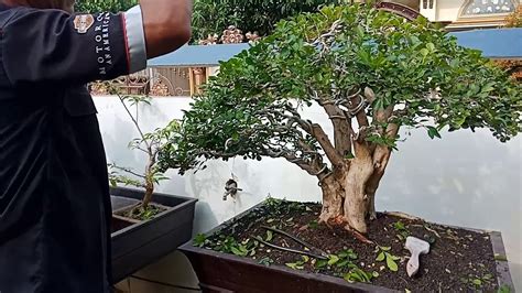 Bonsai Kemuning Juara Lampung Youtube