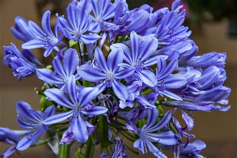 25 BLUE LILY Of The NILE Agapanthus Orientalis African Lily Etsy