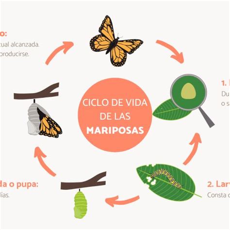 Metamorfosis De La Mariposa Y Sus Etapas Resumen Corto Otosection