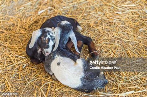 Nubian Goat Photos And Premium High Res Pictures Getty Images