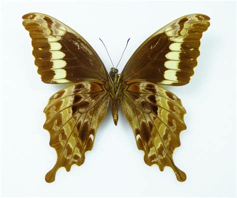 Papilio Mackinnoni Female AUREUS Butterflies Insects