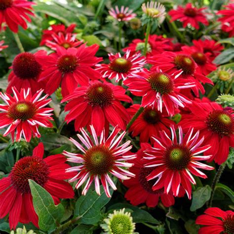 Coneflower Salsa Red K Van Bourgondien Wholesale Plants