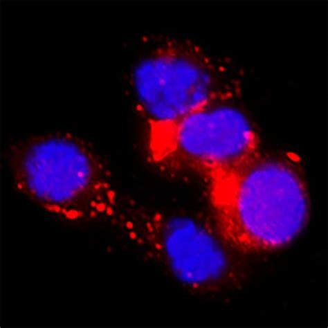 Human Mouse Rat B7 H4 Antibody R D Systems 25 μg Unconjugated