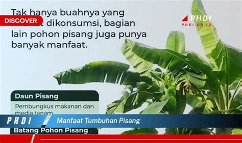 Temukan 7 Manfaat Tumbuhan Pisang Yang Jarang Diketahui Bikin Kamu