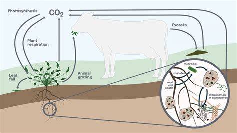 The Science Of Soil Carbon New Zealand Agricultural Greenhouse Gas