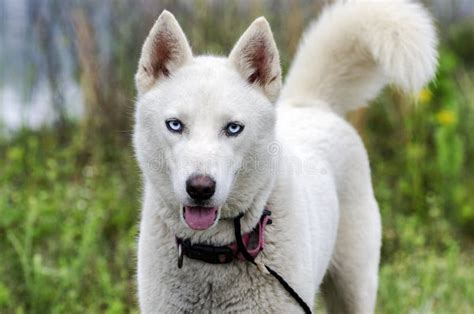 Perro Blanco Del Husky Siberiano Foto de archivo - Imagen de trineo ...