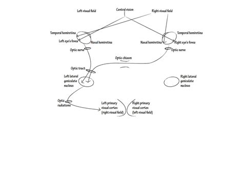 Solution Anatomia Del L Occipital 1 Studypool