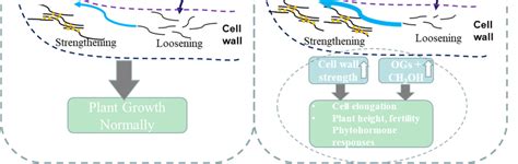 A Model Was Proposed To Elucidate That Perturbation Of OsPMEI And OsPME