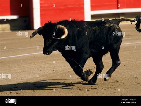 Bull Charging Spain High Resolution Stock Photography And Images Alamy