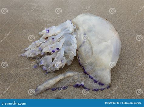 Beached Large Jellyfish With Dangerous Stinging Tentacles On The Stock