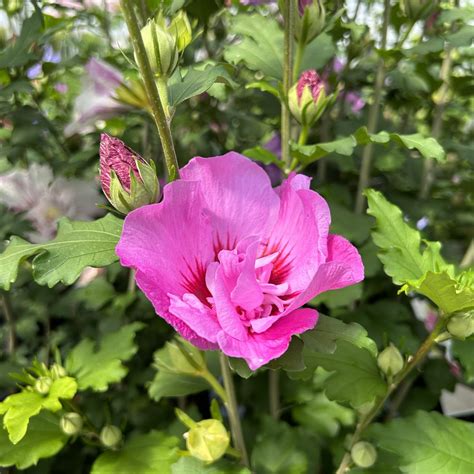 Hibiscus Syriacus ‘tahiti Find Haveplanter