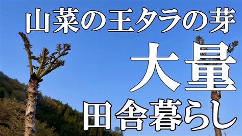 標高800mの田舎暮らしタラの芽を収穫する休日今年も山菜の王様は豊作でしたタラの芽収穫方法村暮らし移住山菜料理 YouTube