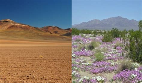 🔥 The flowering desert – Every spring in this Chilean desert, a heavy ...