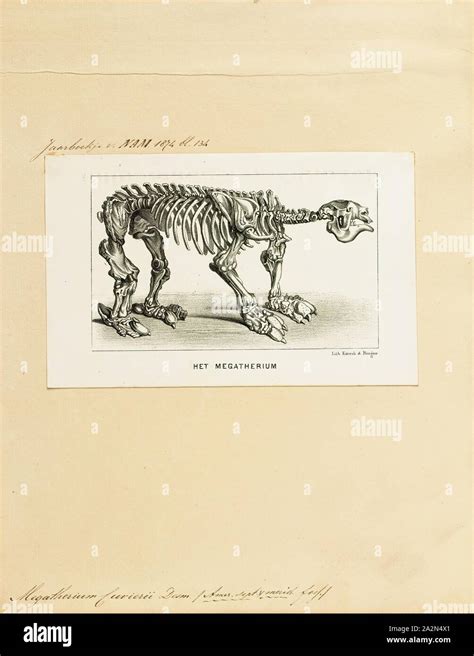 Megatherium Cuvierii Print Megatherium Was A Genus Of Elephant Sized