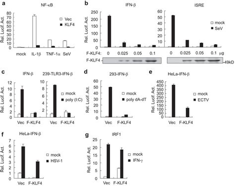 Klf4 Inhibited Virus Induced Signaling A Klf4 Inhibited Il 1β