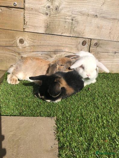 Mini Lop Bunnies For Sale Shipley Pets4homes