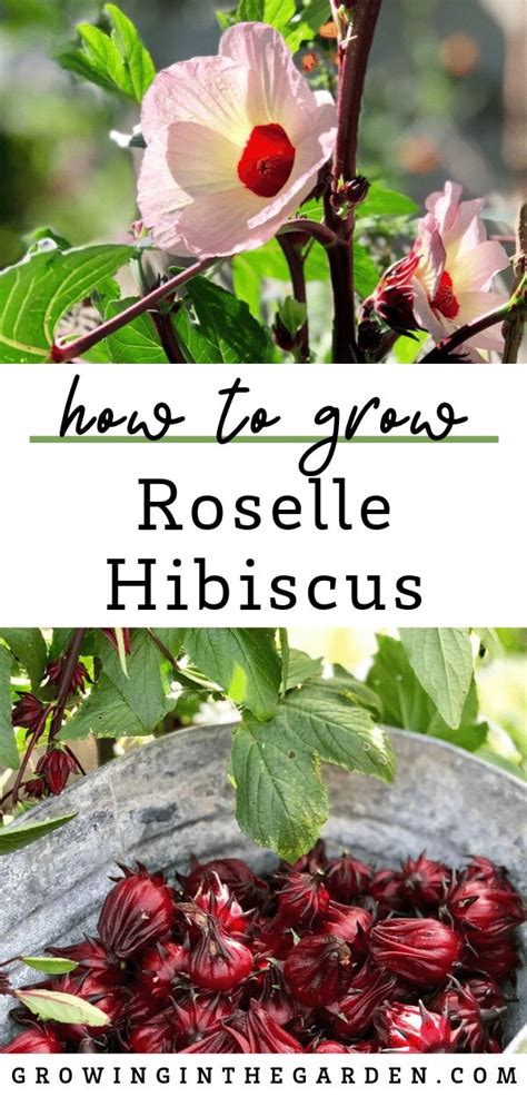 How To Grow Roselle Hibiscus Growing Jamaican Sorrel Growing