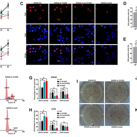 Silencing Circ Inhibited The Cell Proliferation And Induced Cell