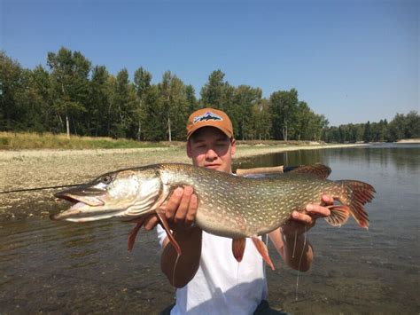 Northern Pike Western Montana Fish Species The Missoulian Angler