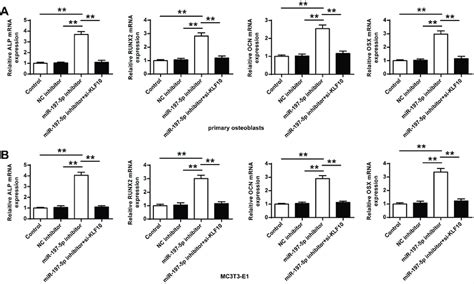 Mrna Expression Of Ocn Runx2 Alp And Osx A In Primary Osteoblasts