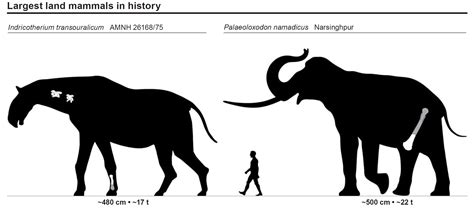 The Largest Land Mammals Ever To Exist Indricotherium Transouralicum