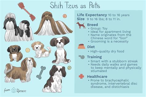 What Size Is Shih Tzu at Jeremy Broder blog