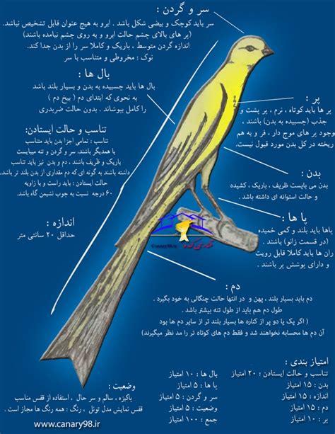 استاندارد قناری رسمی بلند در یک نگاه قناری کده پرورش و نگهداری