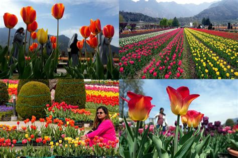 Bloom In Beauty Asias Largest Tulip Garden In Kashmir Leaves