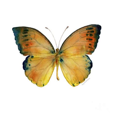 Leucippe Detanii Butterfly Art Print By Amy Kirkpatrick Our Art