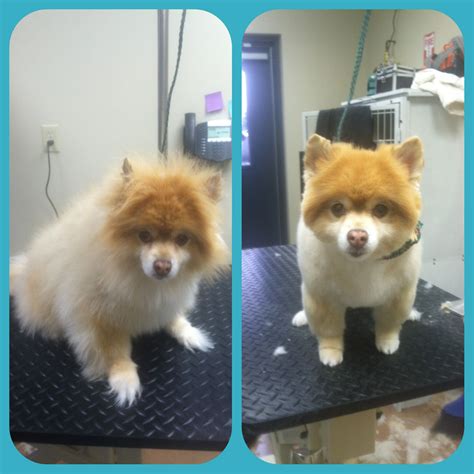 Pomeranian Haircuts Before And After | 09rosaline