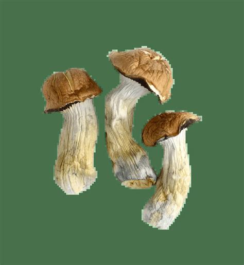 Tidal Wave Shrooms - Mind Mend