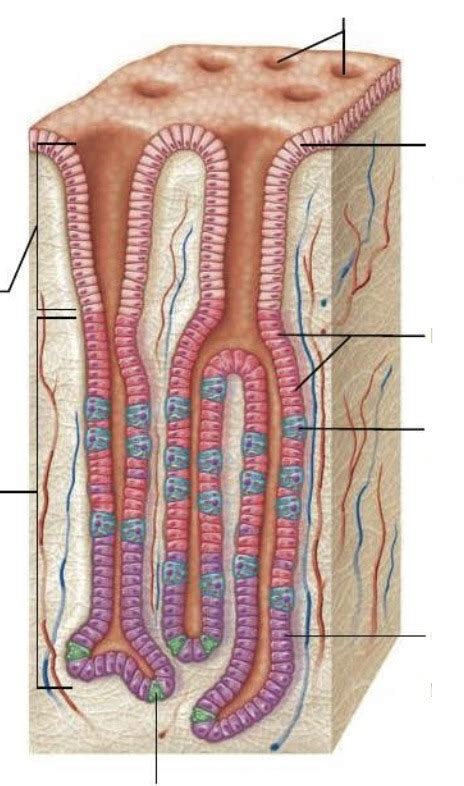 Stomach wall (rugae and gastric pits) Diagram | Quizlet