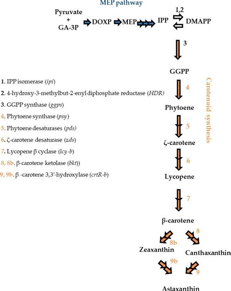 Microbiological Synthesis Of Carotenoids Pathways And Regulation