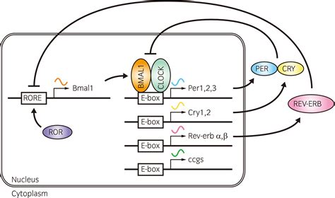 Circadian Clock And Cancer From A Viewpoint Of Cellular