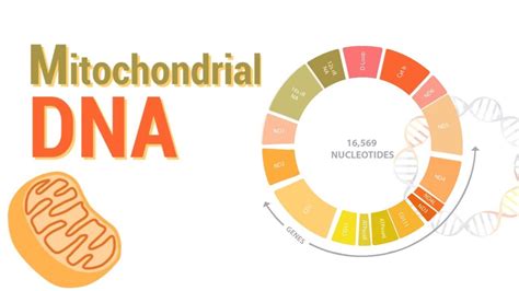 Mitochondrial Dna Mtdna All Mitochondrial Genes Detail Youtube