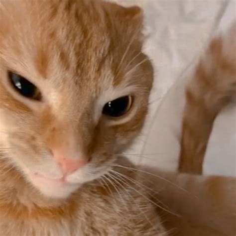 An Orange Cat Sitting On Top Of A Bed Next To A White Sheet Covered Wall