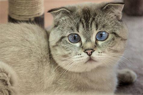 9 Fakta Menarik Kucing Scottish Fold Serta Sejarah Dan Ciri Khas Nya