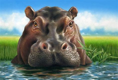 Hippo Painting Lori Anzalone Illustration All Worldwide Rights