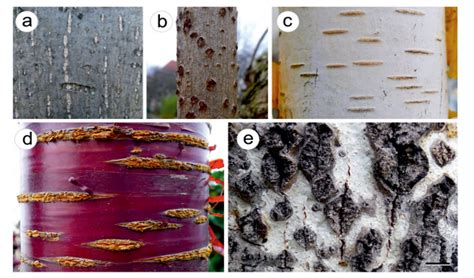 Why Do Trees Have Different Types of Bark?