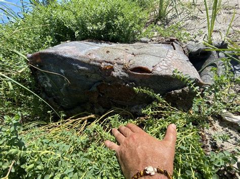Palm Beach Rubber Bale Mystery May Be Solved With Wwii Connection