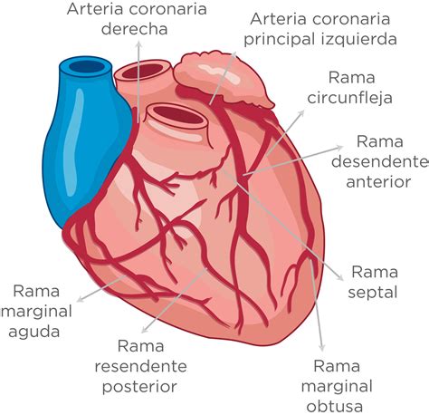 Circulación Coronaria Salud FacMed