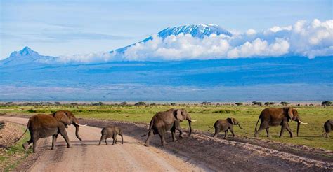 Day Tour To Amboseli Park Getyourguide